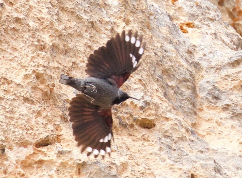 Duvar tırmaşıkkuşu