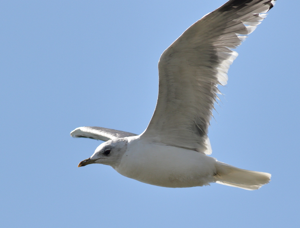 Küçük gümüş martı