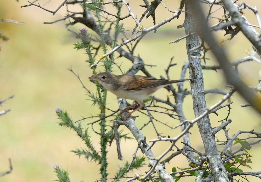 Akgerdanlı ötleğen