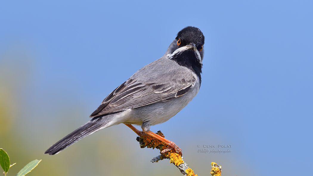 Karaboğazlı ötleğen