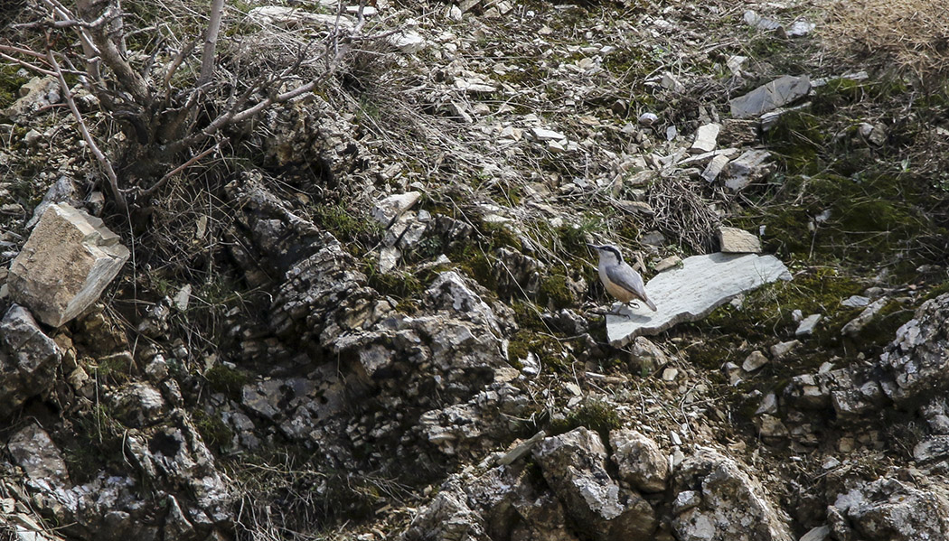 Büyük kaya sıvacısı