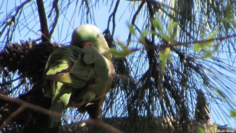 İskender papağanı
