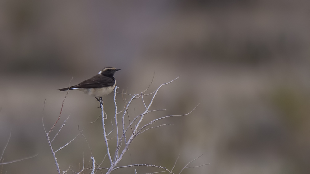 Kıbrıs kuyrukkakanı