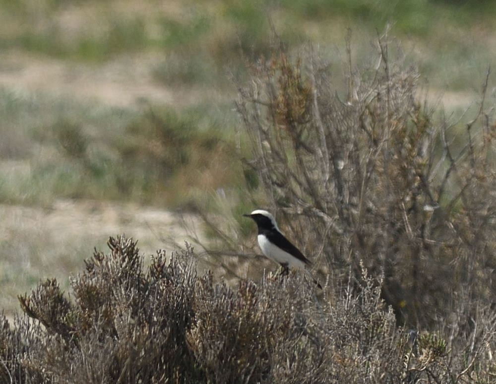 Aksırtlı kuyrukkakan