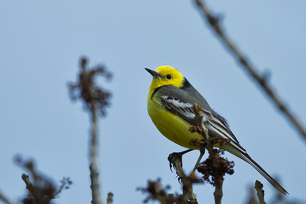 Sarıbaşlı kuyruksallayan