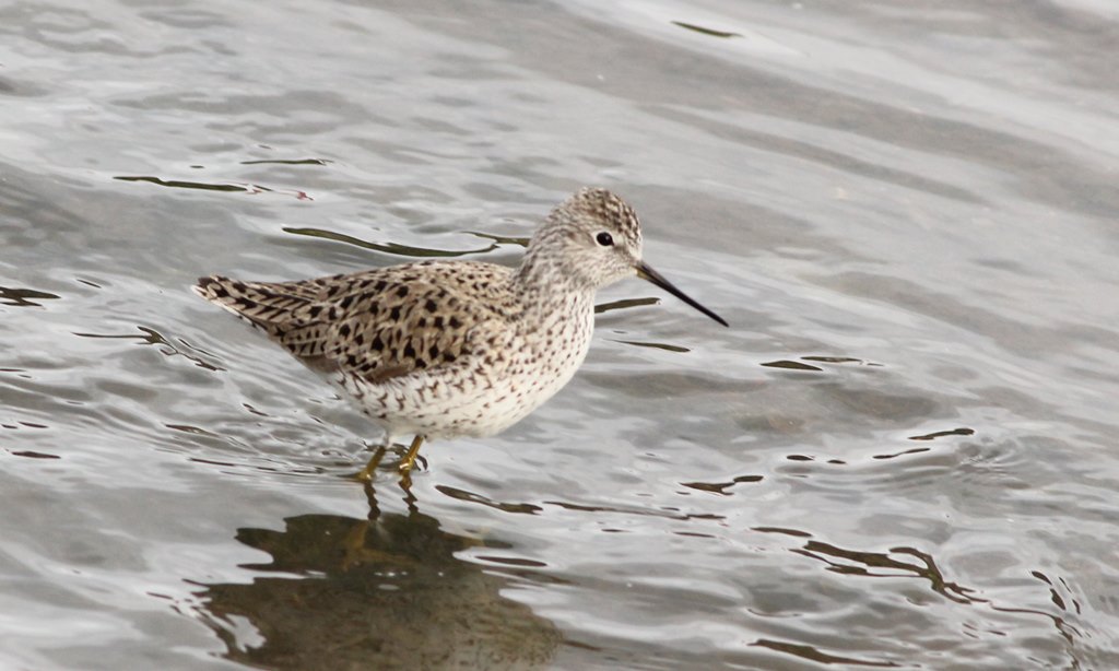 Bataklık düdükçünü