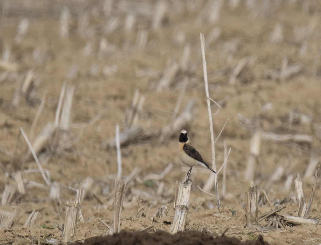 Karakulaklı kuyrukkakan
