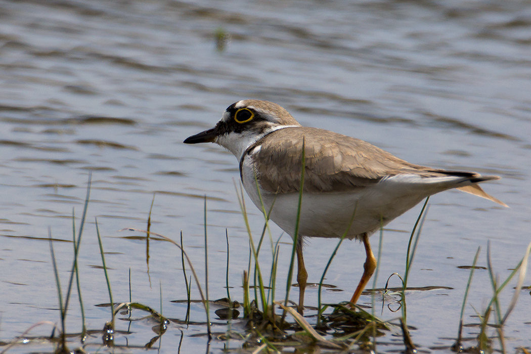 Halkalı küçük cılıbıt