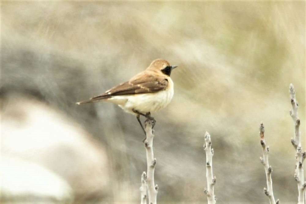 Karakulaklı kuyrukkakan