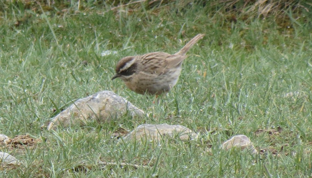 Sürmeli dağbülbülü