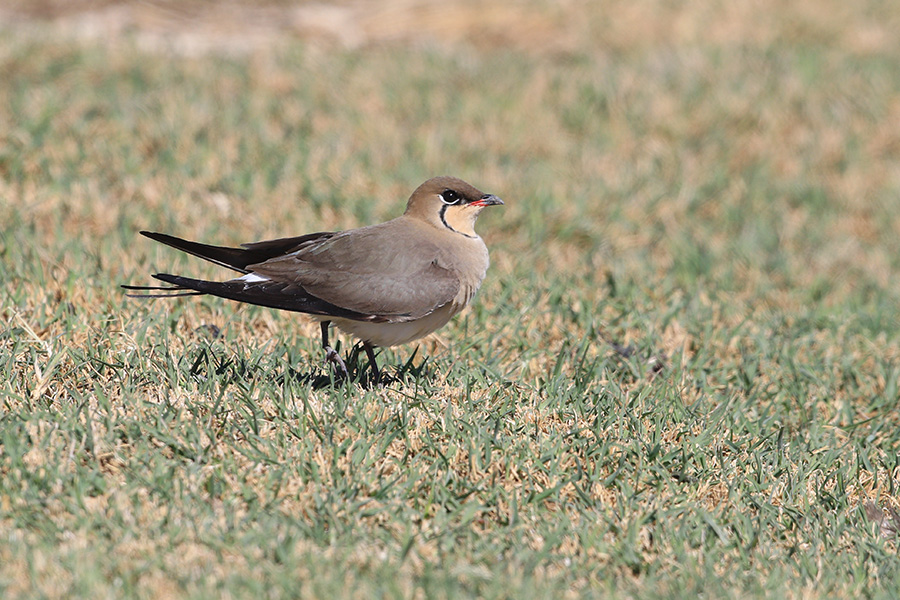 Bataklıkkırlangıcı