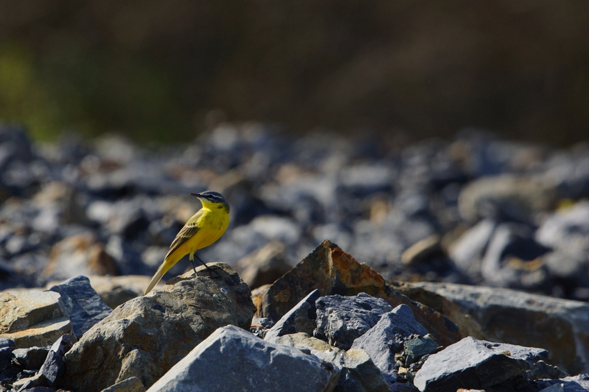 Sarı kuyruksallayan