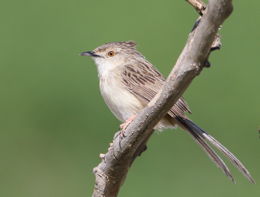 Dikkuyruklu ötleğen