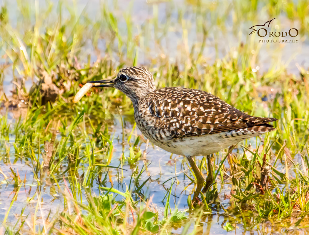 Orman düdükçünü