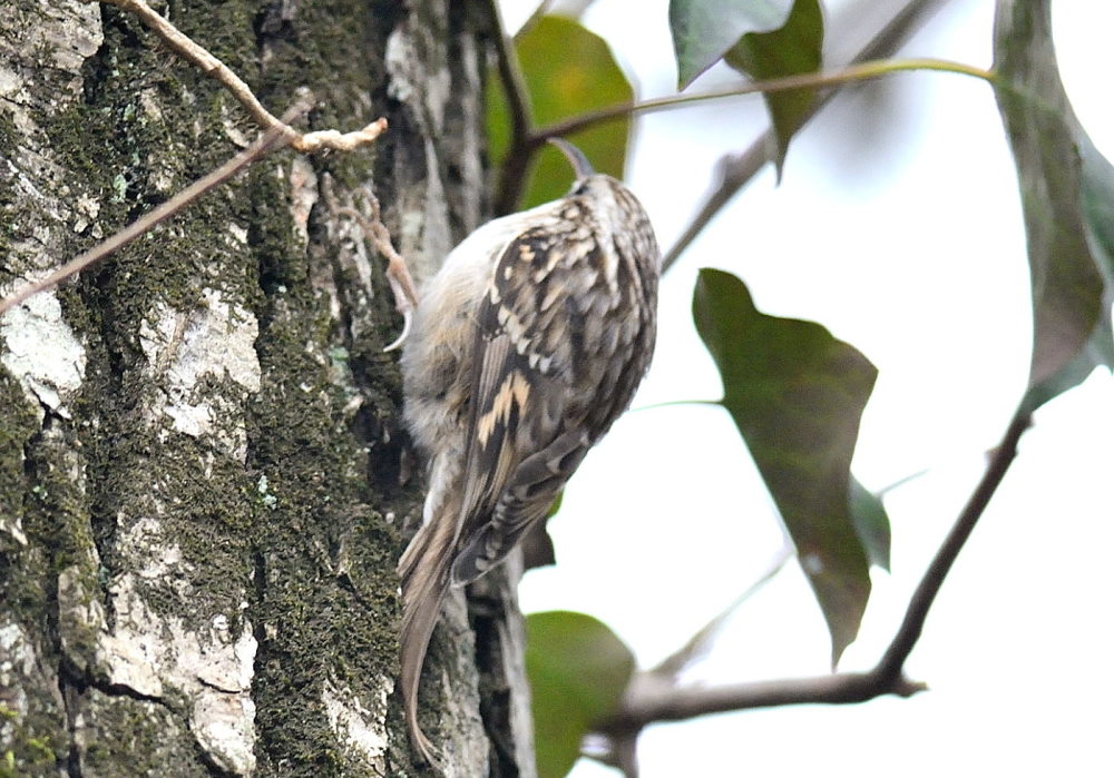 Bahçe tırmaşıkkuşu