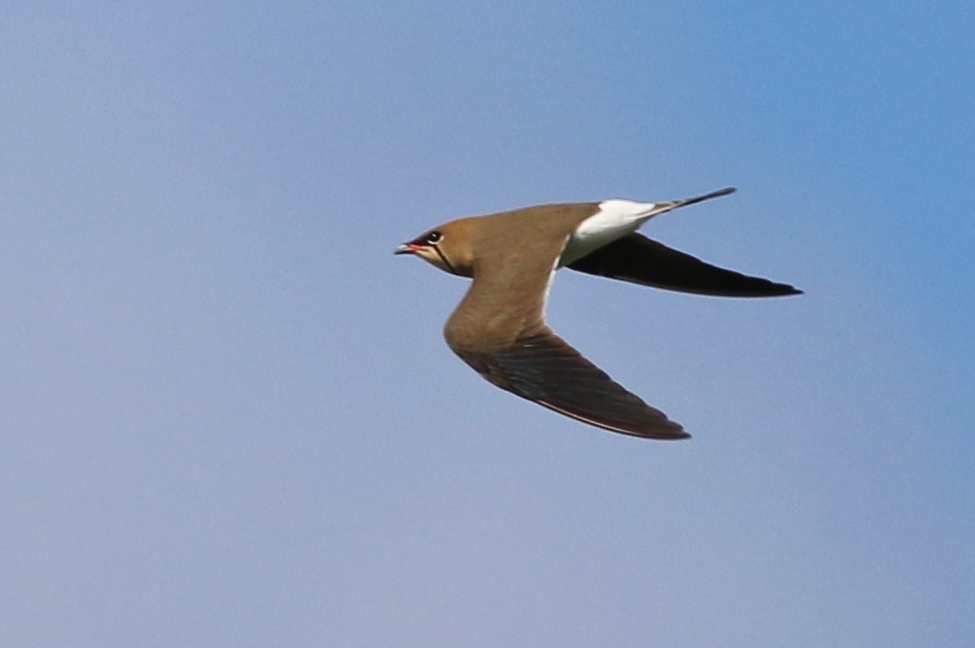 Bataklıkkırlangıcı