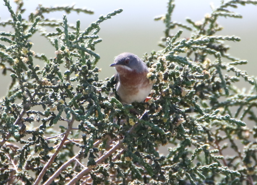 Bıyıklı ötleğen