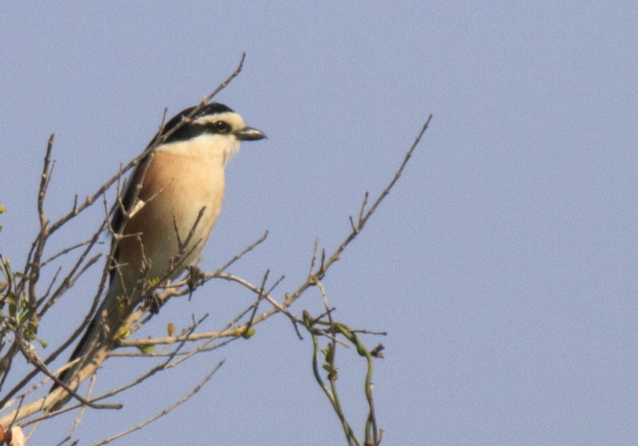 Maskeli örümcekkuşu