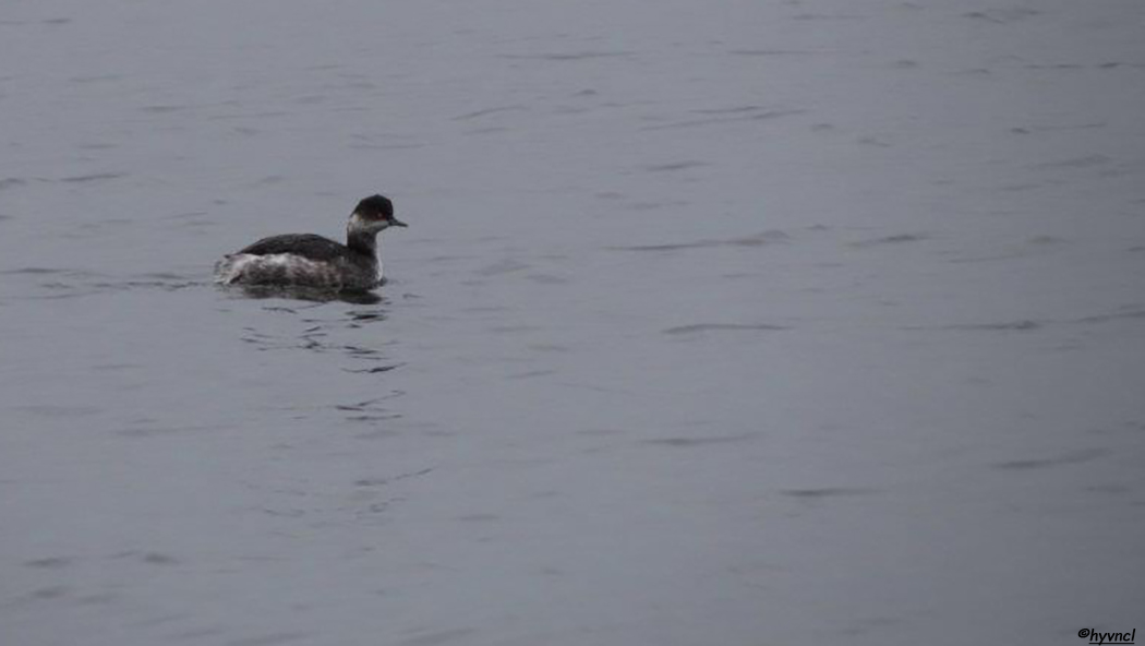 Karaboyunlu batağan