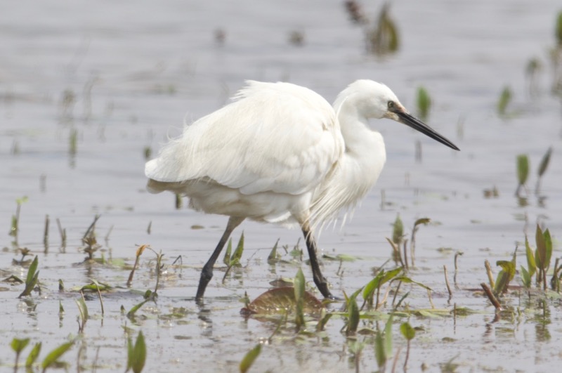 Küçük ak balıkçıl