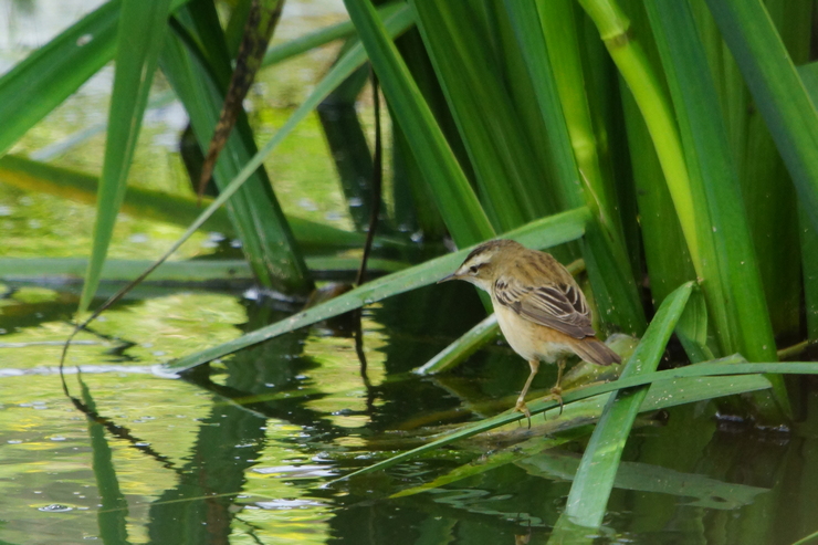 Kındıra kamışçını