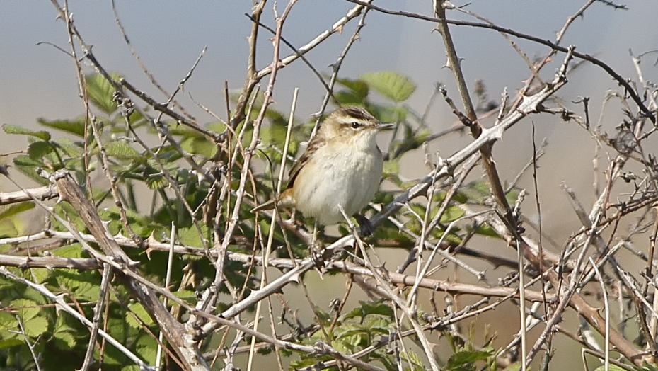 Kındıra kamışçını