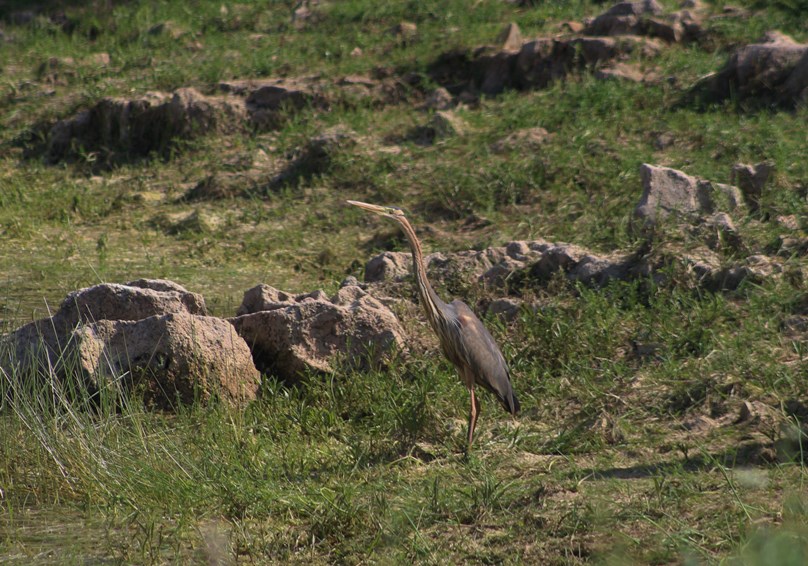 Erguvani balıkçıl