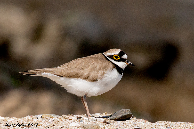 Halkalı küçük cılıbıt