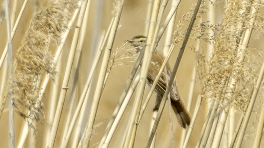 Kındıra kamışçını