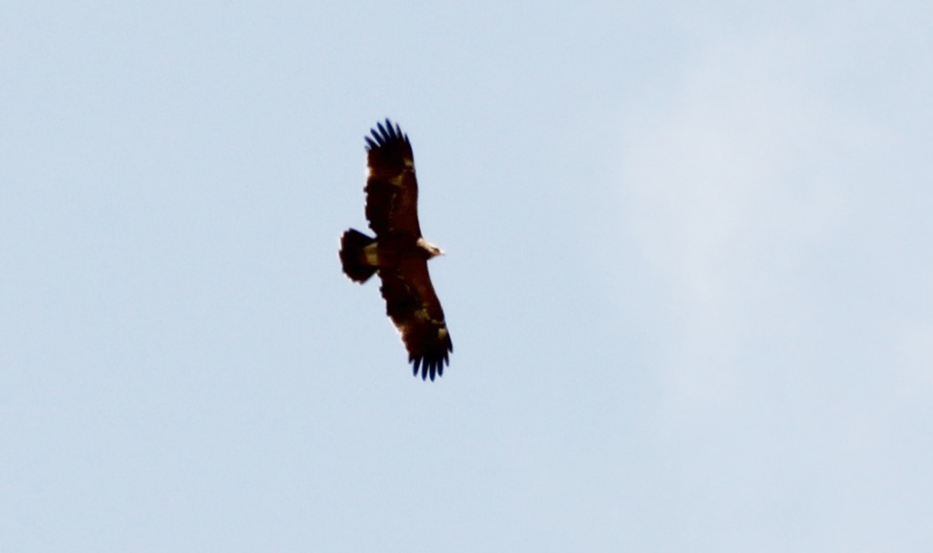 Küçük orman kartalı