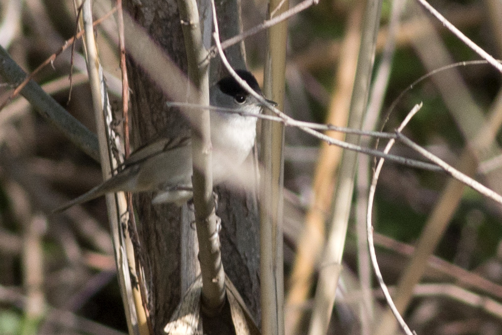 Karabaşlı ötleğen