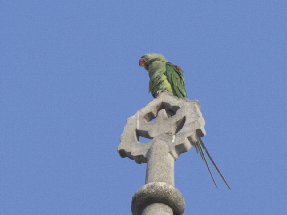 İskender papağanı