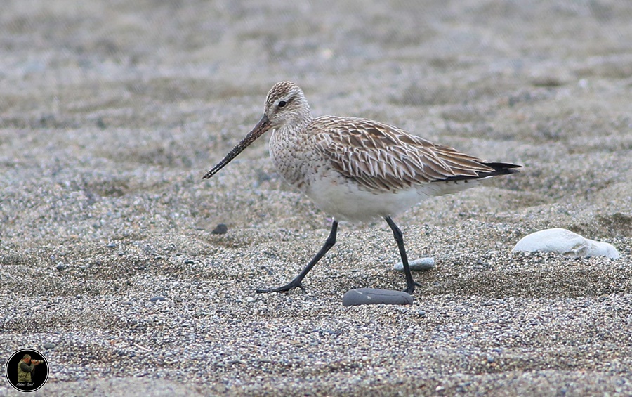 Kıyı çamurçulluğu