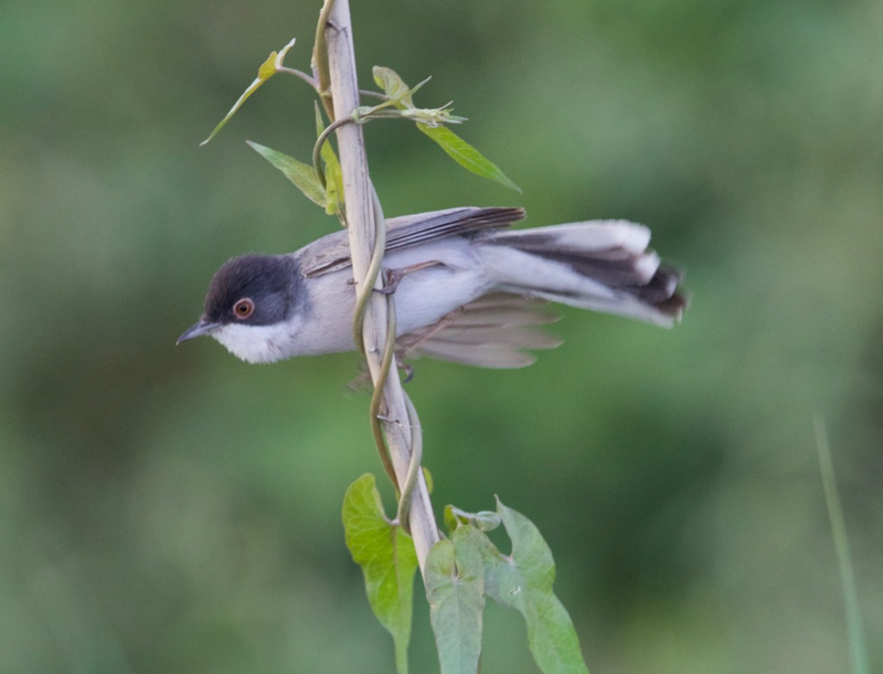 Pembegöğüslü ötleğen