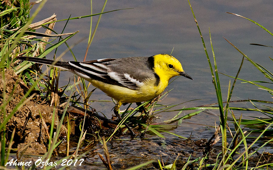 Sarıbaşlı kuyruksallayan