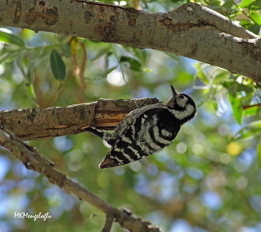 Küçük ağaçkakan
