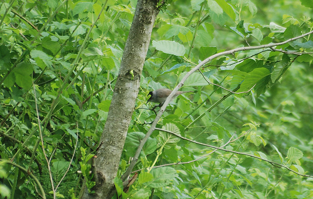 Karabaşlı ötleğen