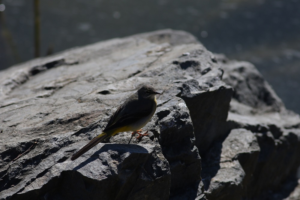 Dağ kuyruksallayanı