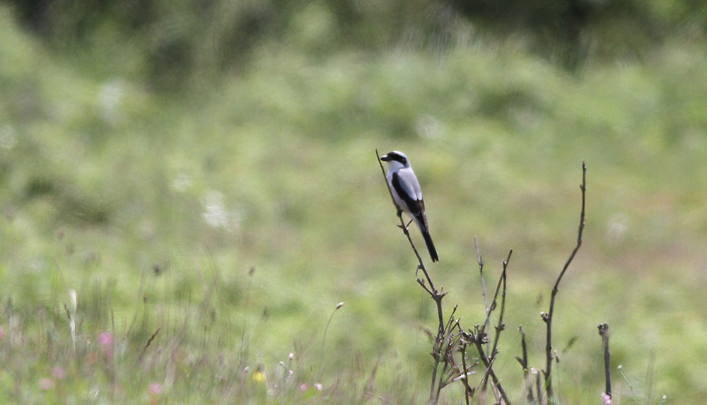 Karaalınlı örümcekkuşu