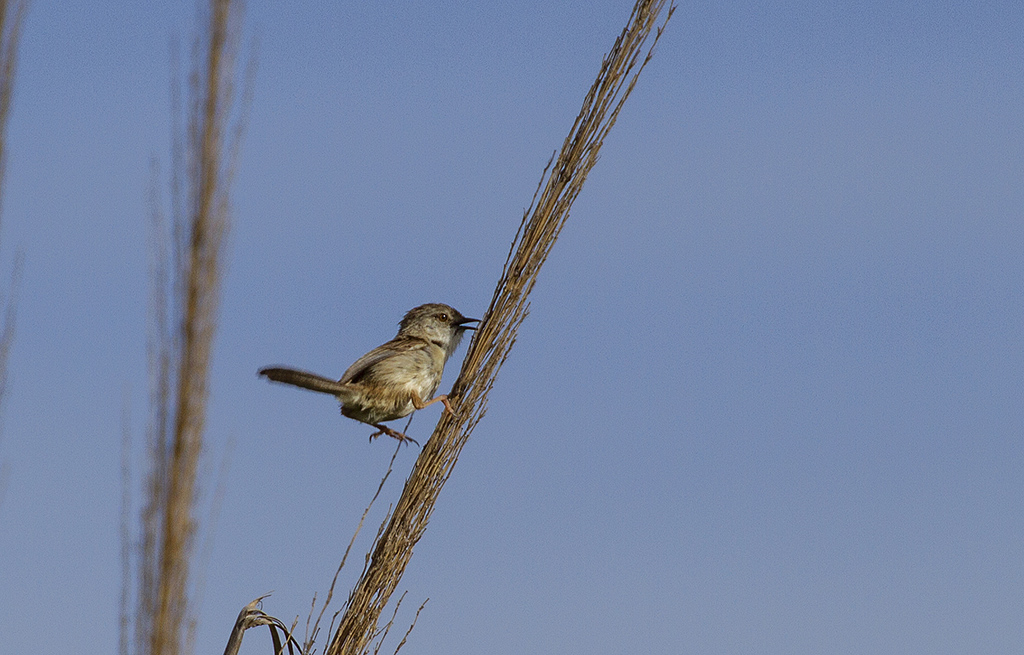 Dikkuyruklu ötleğen