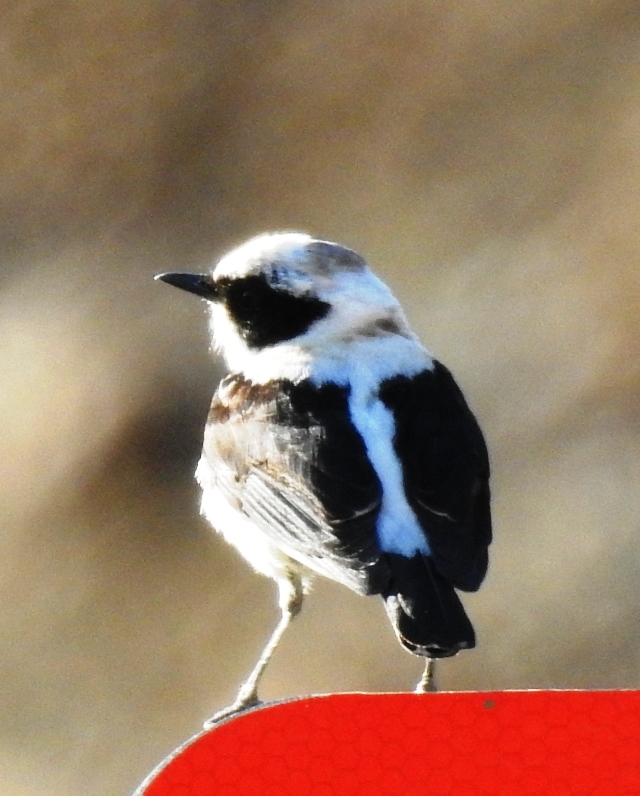 Aksırtlı kuyrukkakan