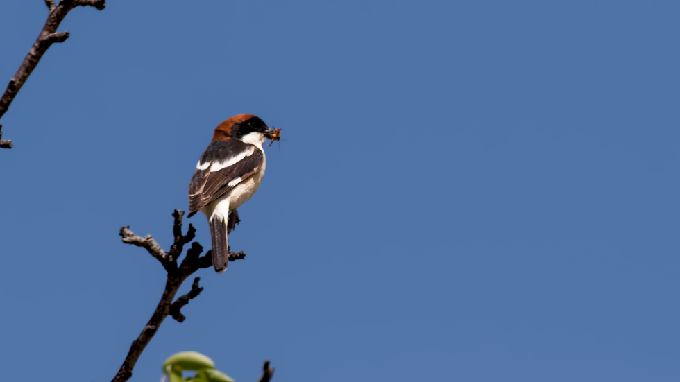 Kızılbaşlı örümcekkuşu