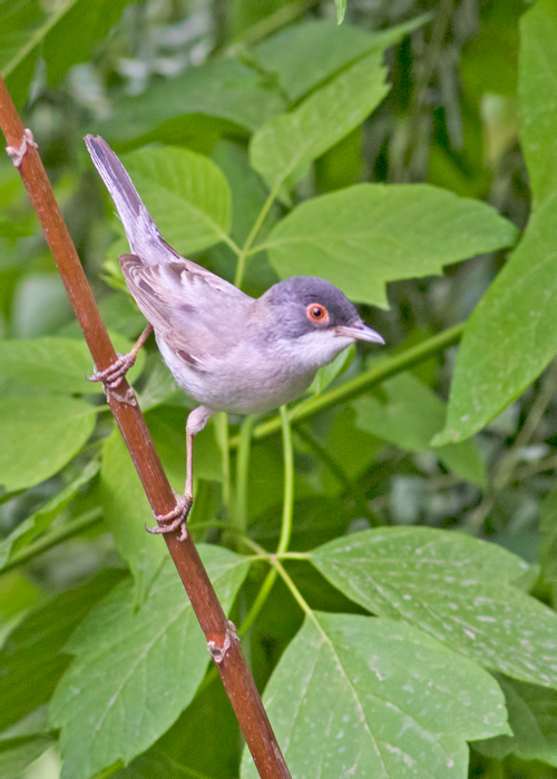 Pembegöğüslü ötleğen
