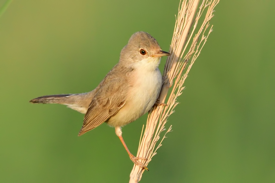 Pembegöğüslü ötleğen