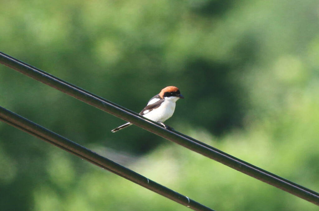 Kızılbaşlı örümcekkuşu