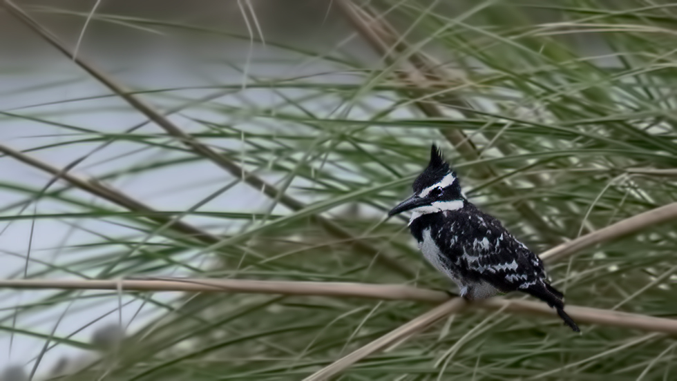 Alaca yalıçapkını