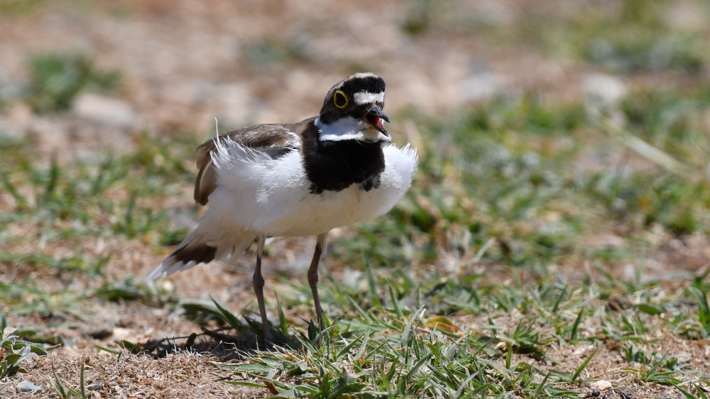 Halkalı küçük cılıbıt