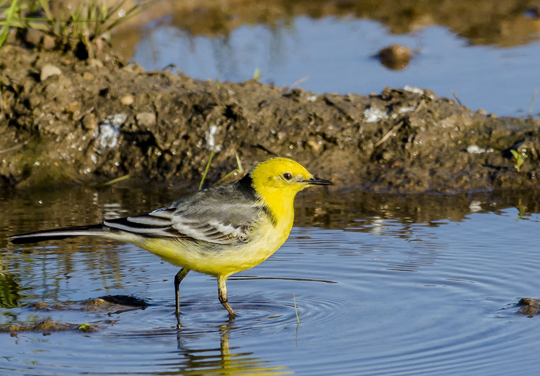 Sarıbaşlı kuyruksallayan