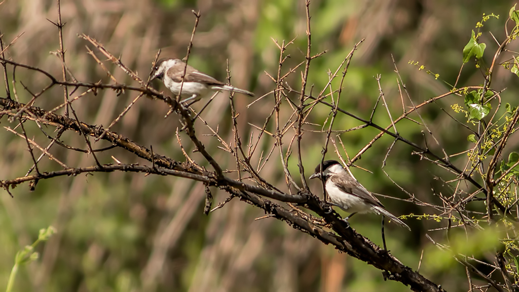 Akyanaklı baştankara