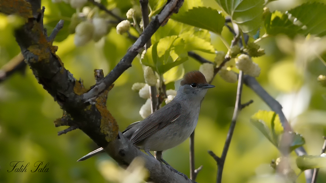 Karabaşlı ötleğen